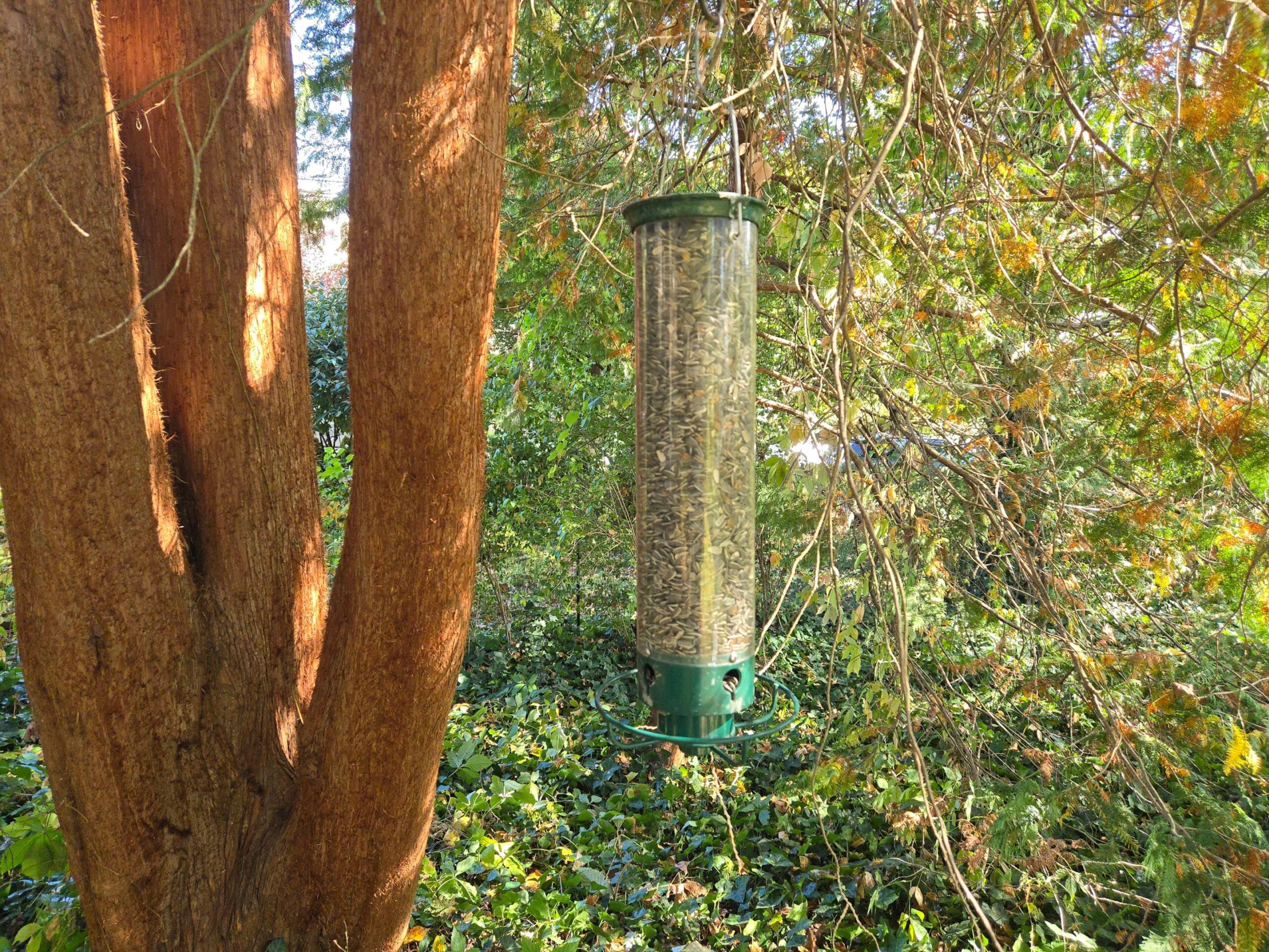 Yankee Flipper Hangs from Tree